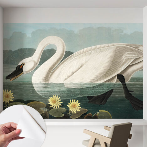 Carta da parati autoadesiva - fotomurale - decorazione parete - stile elegante - decorazione casa - Cigno e ninfee 152x104 cm