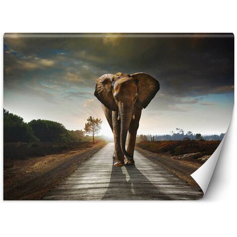 Carta Da Parati, Elefante nel modo animale Africa - 450x315
