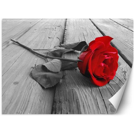 Carta Da Parati, Fiori di rosa rossa retrà² - 250x175