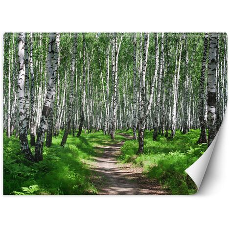 Carta Da Parati, Foresta di betulle Natura Piante - 300x210