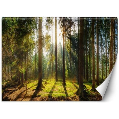Carta Da Parati, Foresta in pieno sole - 400x280
