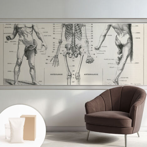 Carta Da Parati Non Tessuto - Decorazione Da Muro - Traspirante - Con Motivo - Per Camera Da Letto Cucina Anatomia classica 250x104 cm