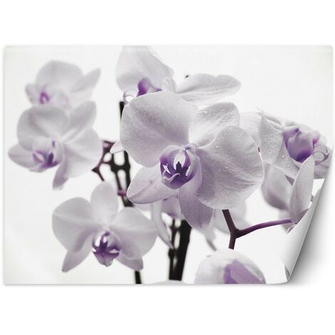 Carta Da Parati, Orchidea in fiore - 400x280