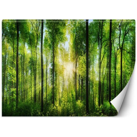 Carta Da Parati, Sole foresta natura - 400x280