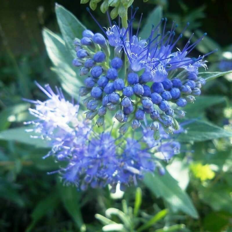 Pepinières Naudet - Caryopteris x Clandonensis 'Grand Bleu' - Godet - Taille 10cm