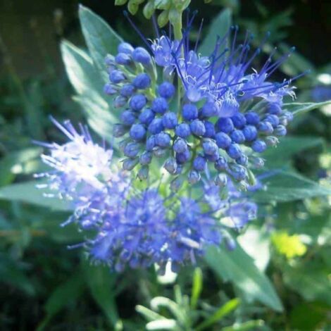 Caryopteris x Clandonensis 'Grand Bleu' - Godet - Taille 10cm