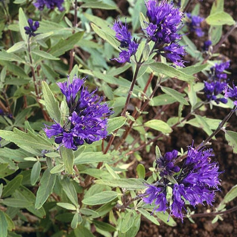 Caryopteris x clandonensis Kew blue/Pot de 3L - Violette