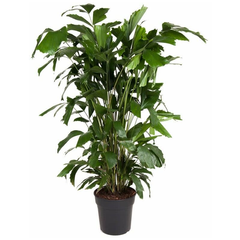 Plant In A Box - Caryota mitis - Plante d'intérieur verte - Pot 27cm - Hauteur 120-130cm - Vert