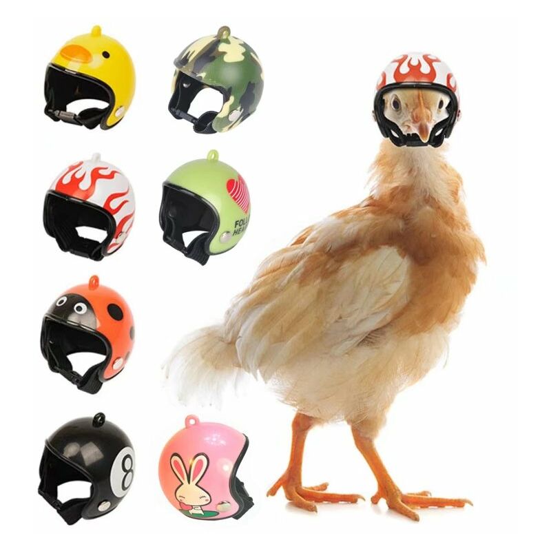 Casco da Pollo Casco da Pappagallo Protezione per