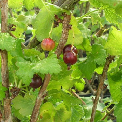 Caseille x nidigrolaria Josta