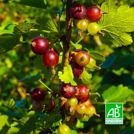 Casseille 'Anita' BIO - Godet 9cm