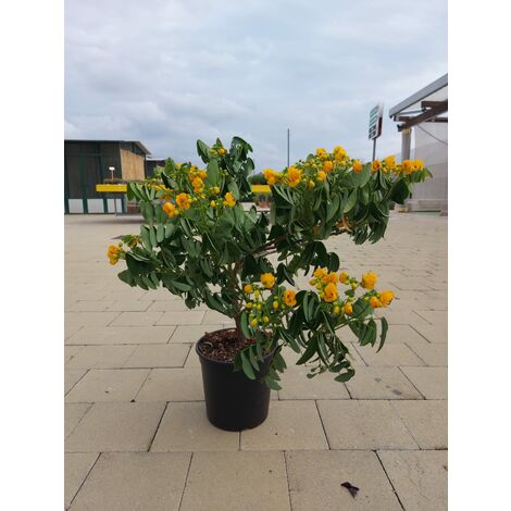 MEDITERRANEO GARDEN Cassia