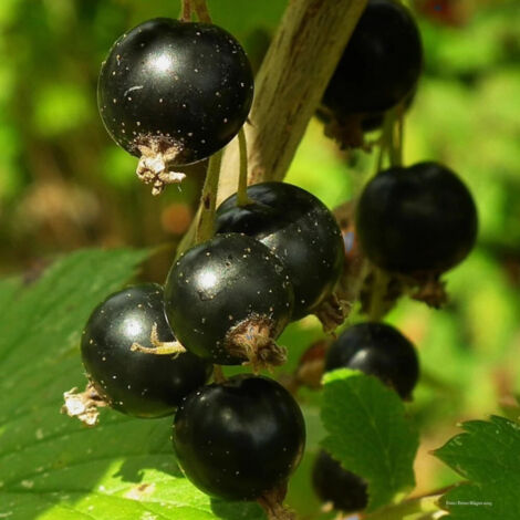 Cassis Delbard Robusta® 'delindmoi'/Pot de 2L