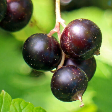 Cassis Perles d´Auvergne® 'Delcaresnoi'/Pot de 10 Litres - 1/4 tige