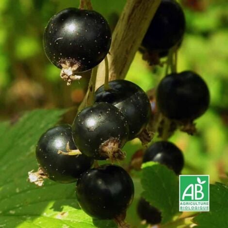 PÉPINIÈRES NAUDET Cassissier 'Andega' BIO