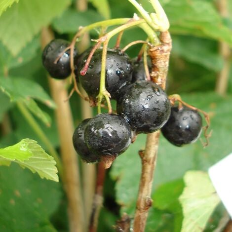 JAVOY PLANTES 1,5L - 40/60cm