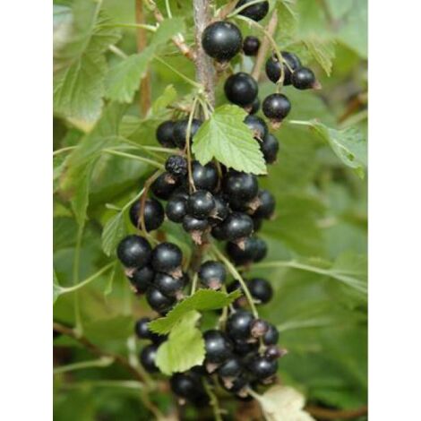 Cassissier 'Ben Nevis' Pot de 1,5L/2L, Buisson