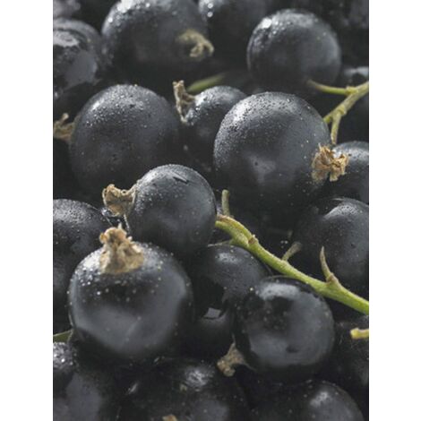 Cassissier 'Delbard Robusta' Pot de 2L/3L