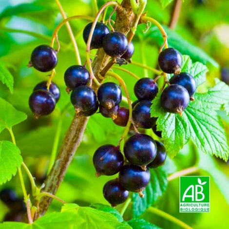 Cassissier 'Ojeblanc' BIO (Ribes nigrum 'Ojeblanc')