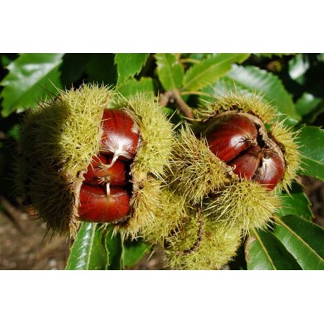 Castagno comune "Castanea sativa" piante di 2/3 anni in vaso 24 cm