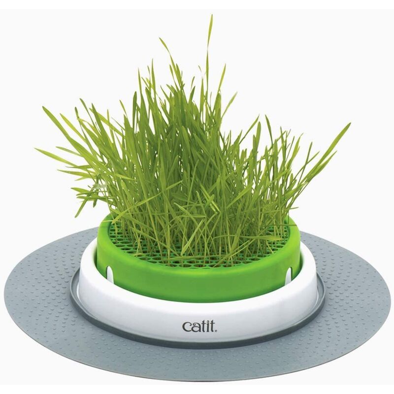 Cat sense jardin herbe a chat