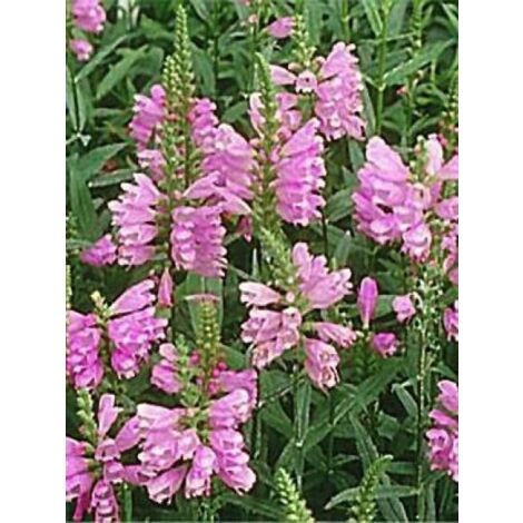 Cataleptique 'Red Beauty' Godet de 8/9 cm