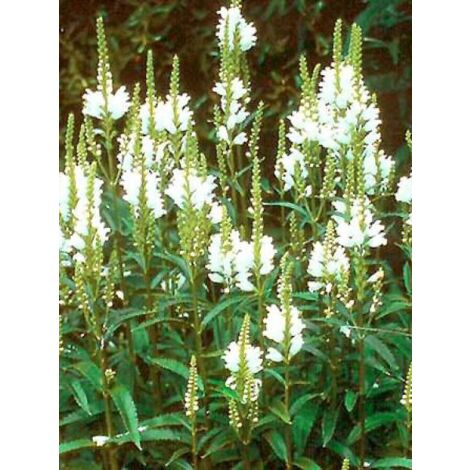 Cataleptique 'Summer Snow' Godet de 7/8 cm
