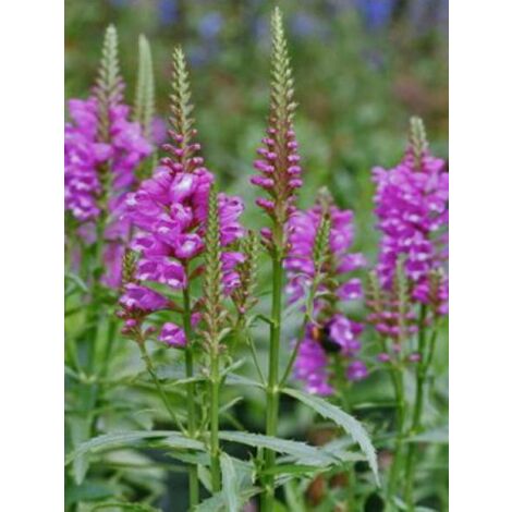 Cataleptique 'Vivid' Godet de 8/9 cm