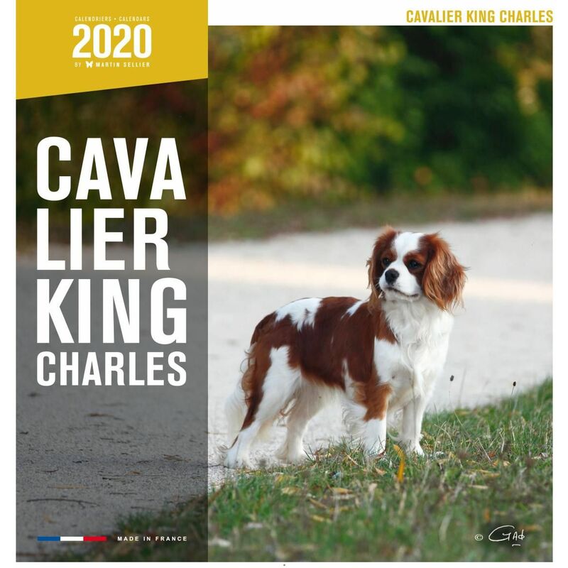 Martin Sellier - Calendrier - cavalier king charles