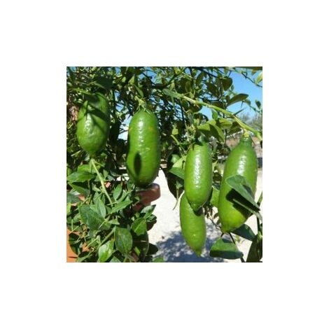 VIVAIO GARDEN FOREST Verde