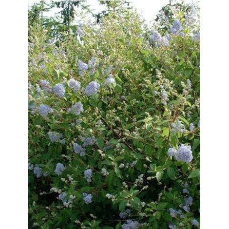 Céanothe caduc 'Gloire de Versailles' Pot de 3L/4L