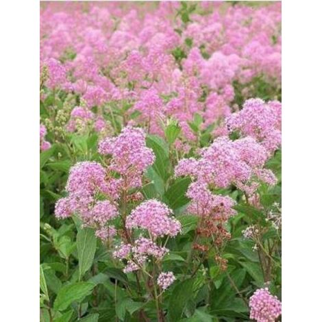 Céanothe caduc 'Marie Rose'® Pot de 7,5L/10L