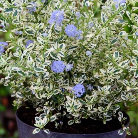 Céanothe de Santa Barbara, Lilas de Californie 'Cool Blue ' Pot de 4L/5L 40/50cm