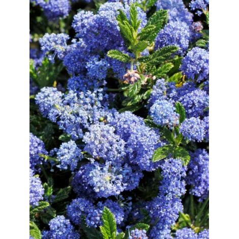 Céanothe de Santa Barbara, Lilas de Californie 'Puget blue' Pot de 2L/3L