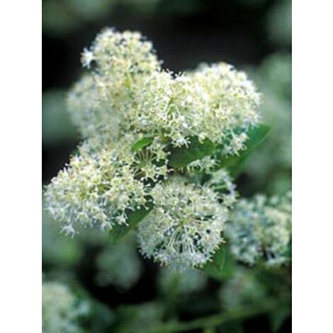 Céanothe, Lilas de Californie 'Millerton Point' Pot de 2L/3L