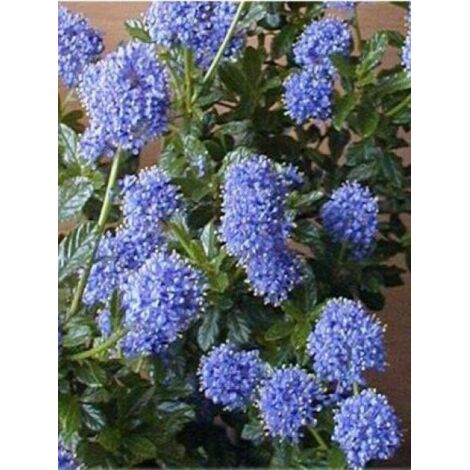 Céanothe, Lilas de Californie 'Victoria' Pot de 2L/3L