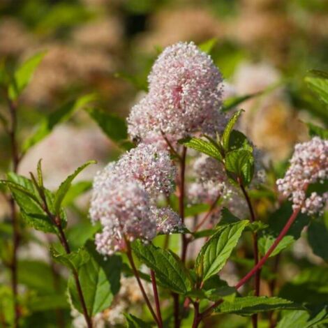 Céanothe 'Marie Simon' (Ceanothus x pallidus 'Marie Simon')