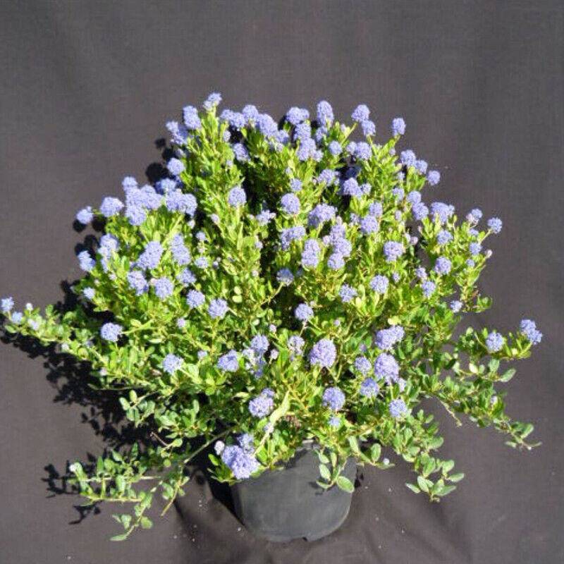 Céanothe, Lilas de Californie Skylark/Pot de 7,5L