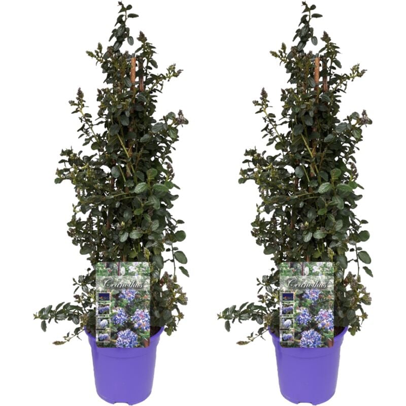 Plant In A Box - Ceanothus thyrsiflorus Repens - Set de 2 - Arbuste - Pot 17cm - Hauteur 60-70cm - Bleu