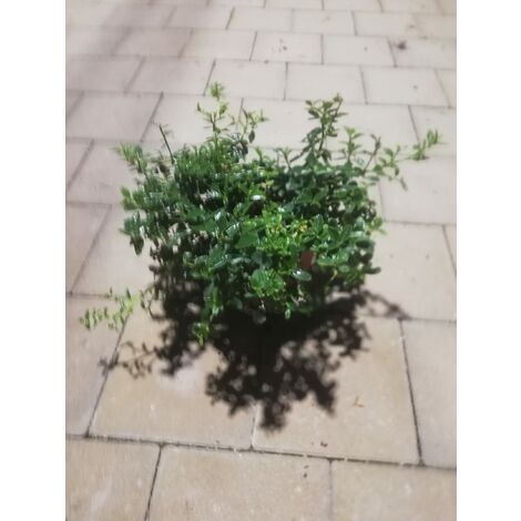 Ceanothus Thyrsiflorus repens v17
