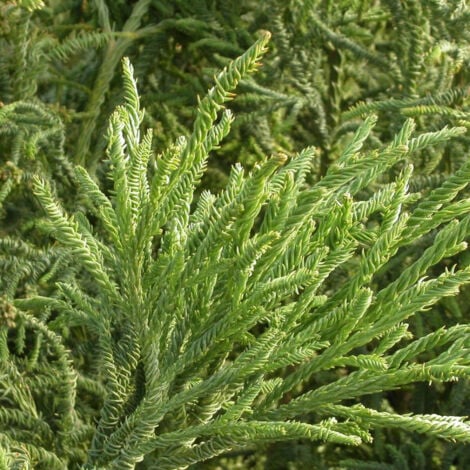 Cèdre du Japon Rasen Sugi/Pot de 7,5L