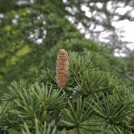 PÉPINIÈRES NAUDET Cèdre du Liban (Cedrus Libani)