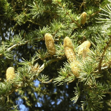 Cèdre Vert de l'Atlas (Cedrus Atlantica) - Godet - Taille 13/25cm