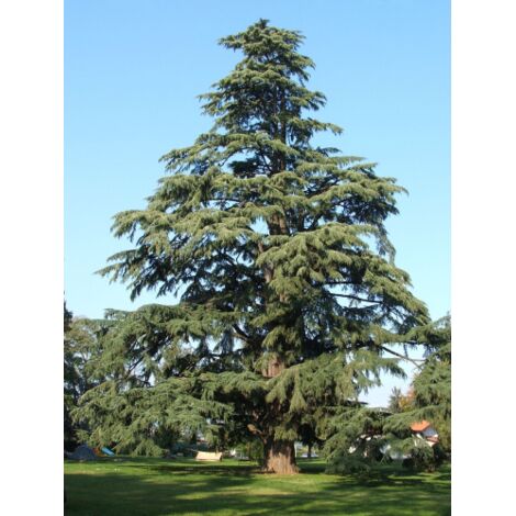 Cedro dell'Himalaya "Cedrus deodara" pianta in vaso  22 cm h. 130/150 cm
