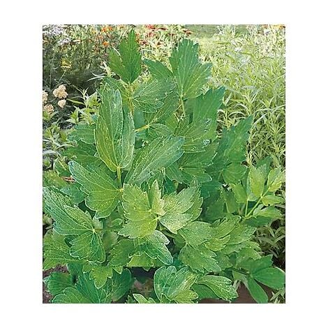 FABRE GRAINES CELERI PERPETUEL - LOT DE 2 GODETS - Plants de légumes