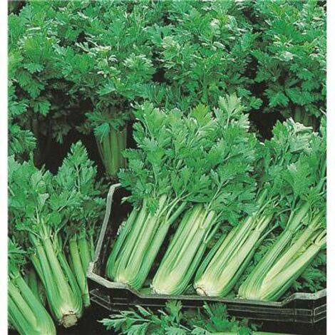CELERI PLEIN BLANC PASCAL - Graines de légumes - 2 G