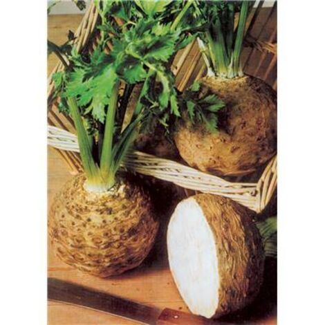 CELERI RAVE BOULE DE MARBRE - Graines de légumes - 1 G