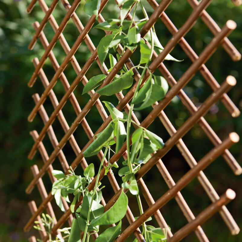 

Catral - Celosia Mimbre Extensible
