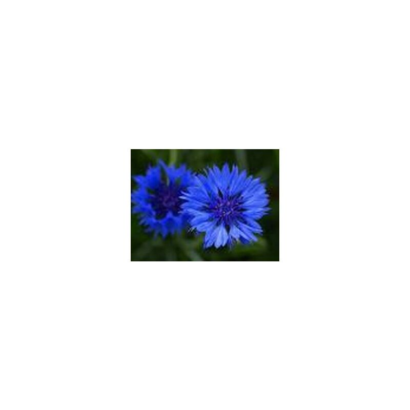 Graines Bocquet - Centaurée barbeau double bleu - 1g