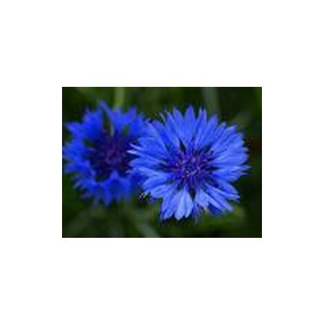 Centaurée barbeau double bleu – Exposition plein soleil – Semis de février à mai – Fleurs doubles bleu – 1g – Graines Bocquet